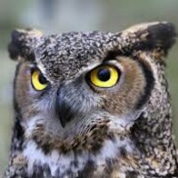 Owl973