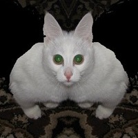 Даня Кириллов
