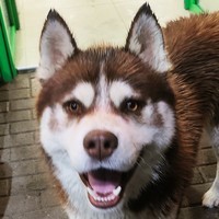 DogSmile