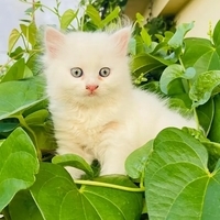 himadrih
