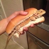 NubbaBubba