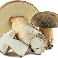 one up mushrooms chocolate bar