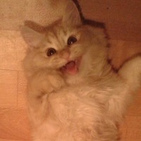Кот Персик