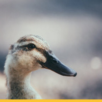 Sovetskii goose VaLeRa