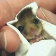 Coub - dormouse