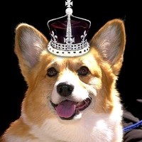 Corgi
