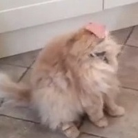 ham_cat