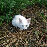 Саша Скавинский