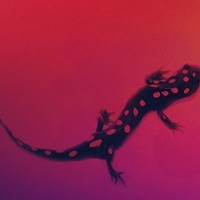 salamander