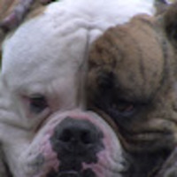 AMERICAN_BULLDOGS