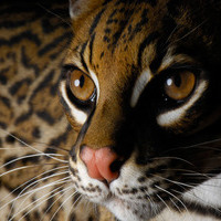 Mary_cat