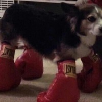 borkinator 
