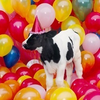 HappyBdayCow