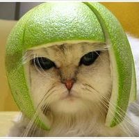 CatCouber