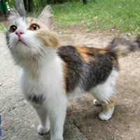 An Patron