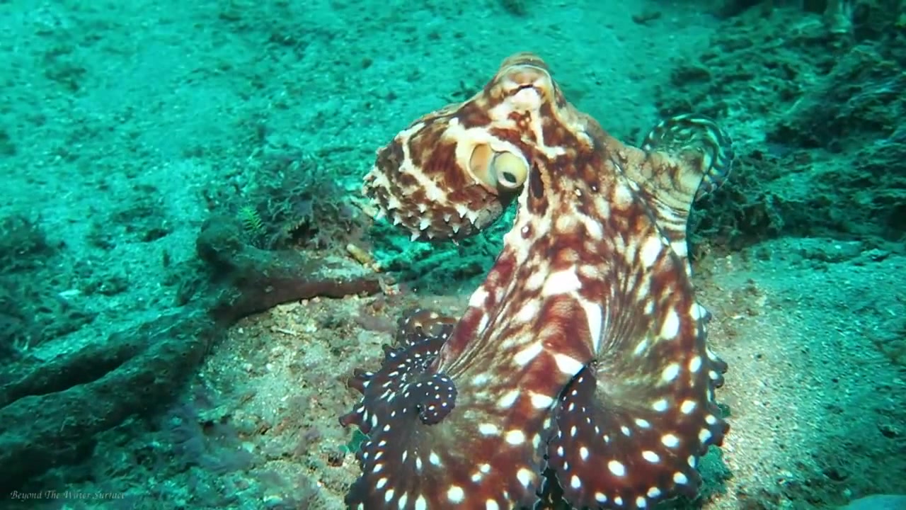 Octopus