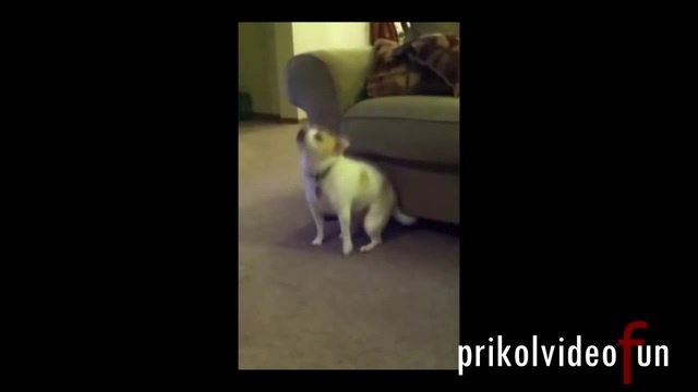 doggy style