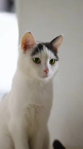 Meow