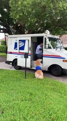 Post dog 
