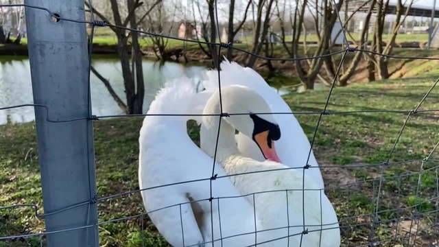  Swan