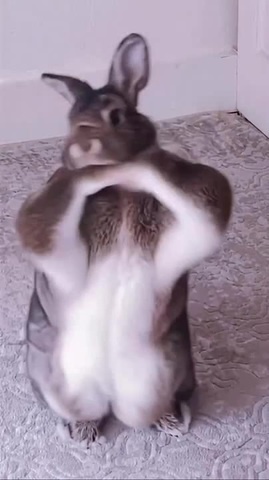 Они такие 