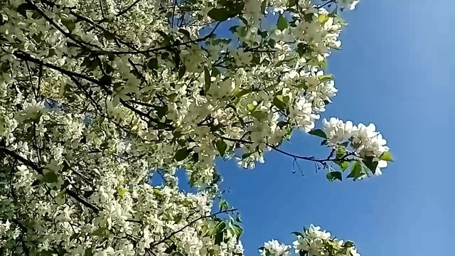 май