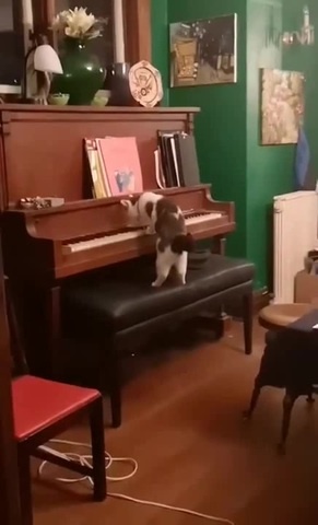 Музыкальный кот v.2 - Coub