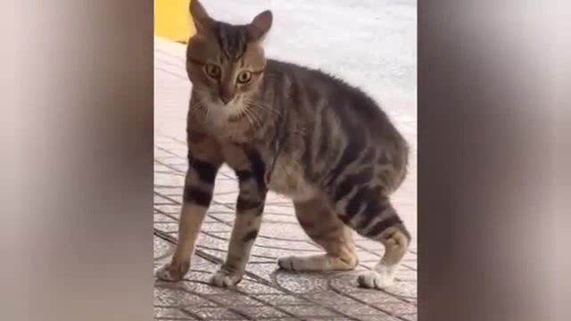 Cat Drama Level: 1000% 🤣🐱🔥