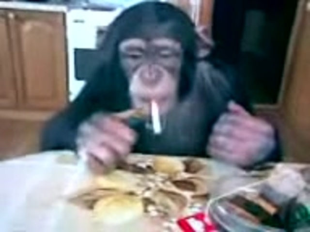 Smoking monkey
