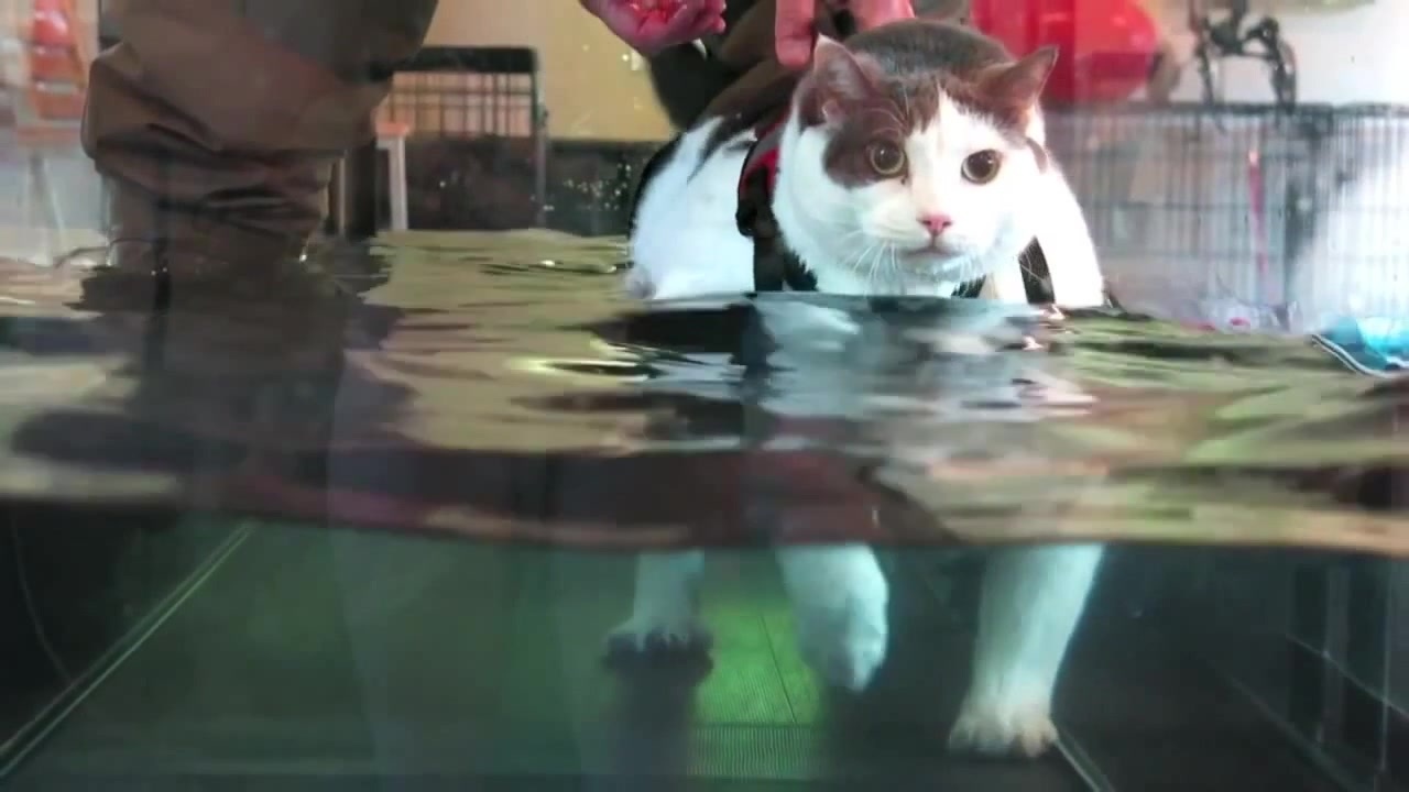 Котяж-котяж - Coub