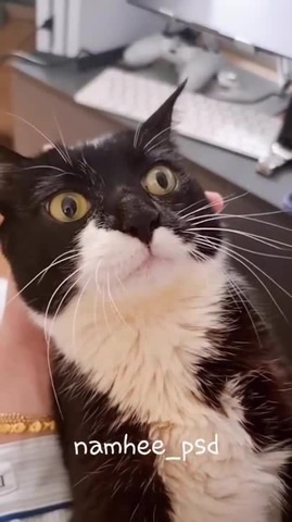 дисциплинированный ням