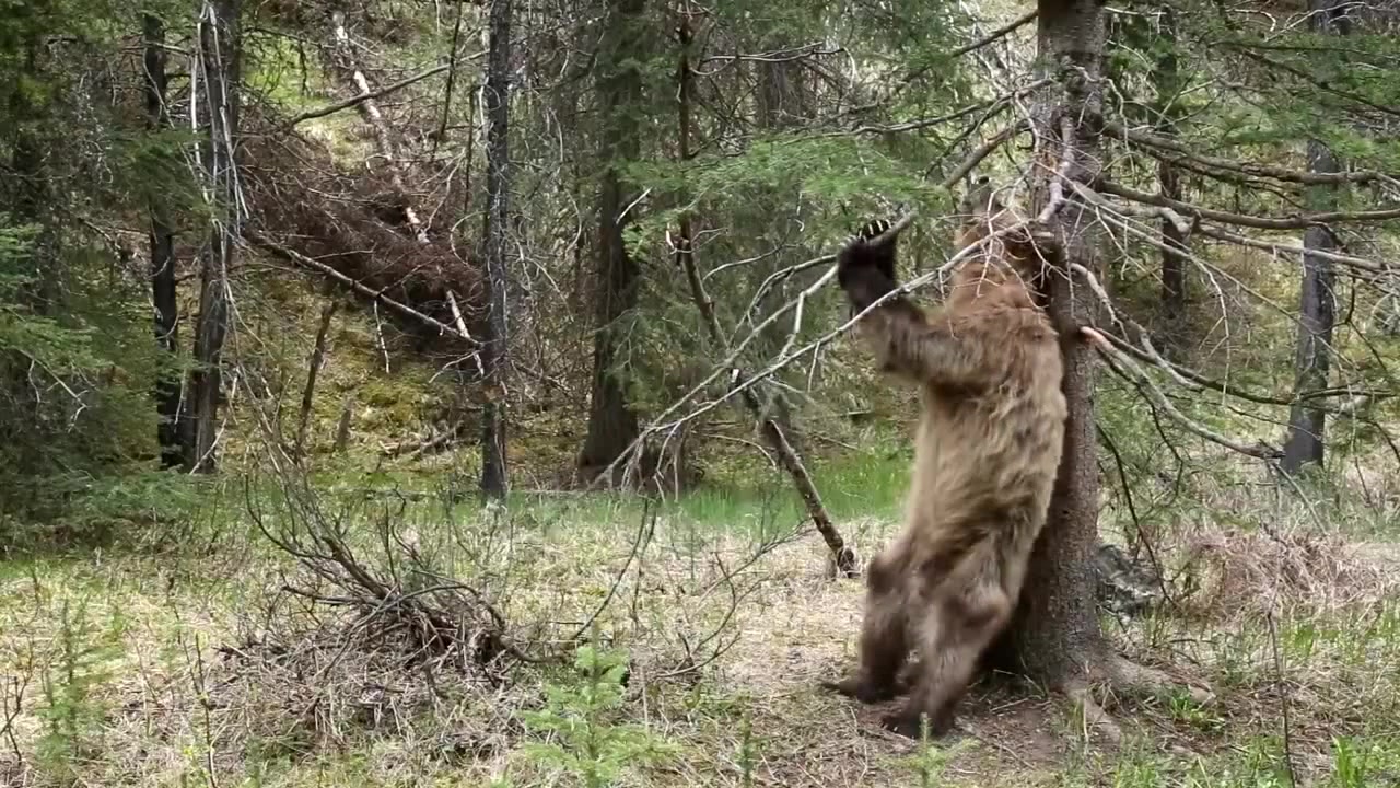 Single Bear