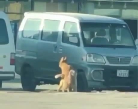 What the...