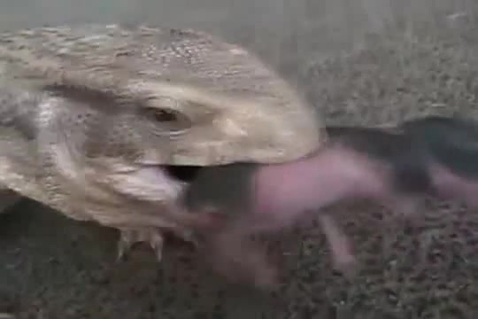 Lizard eats baby rabbits - Coub