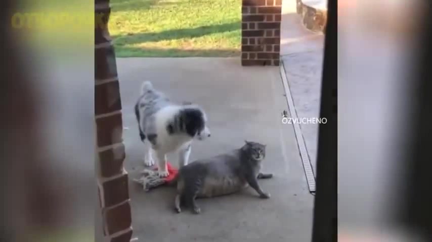 У кота большая жопа