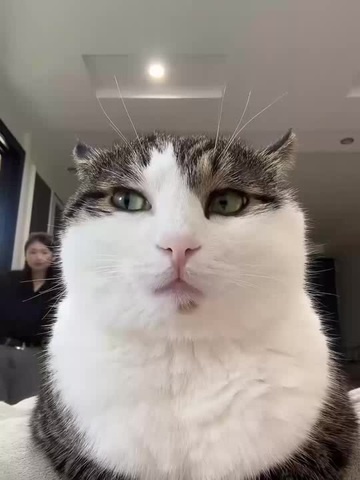 Мистер Кот