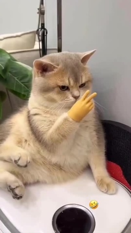ручки для котиков - Coub