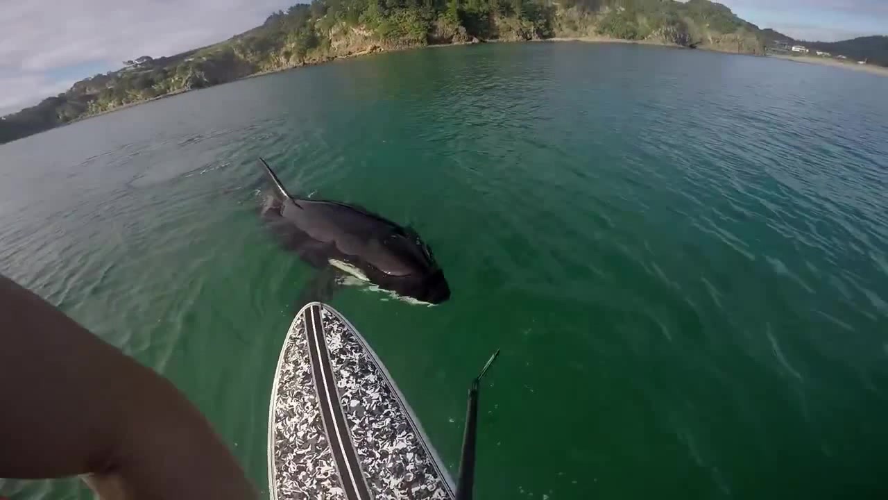 This Is The Dramatic Moment - Coub