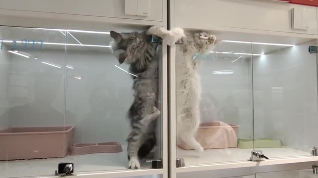 Cats fight 
