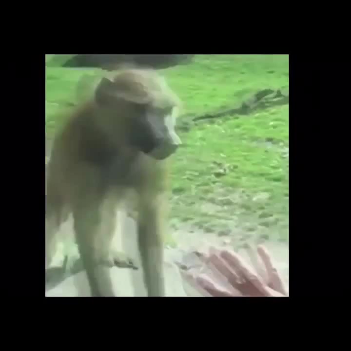 Monkey Porn🐵🙈🙉🙊
