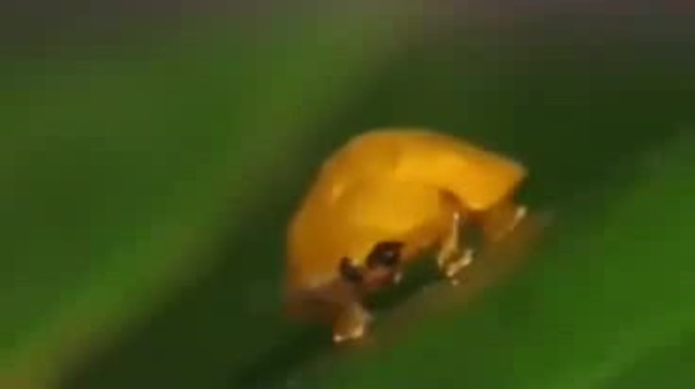 жук