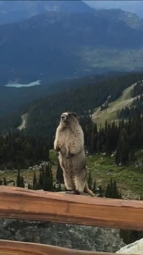 Орущий бобер в горах
