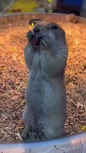crazy gopher - Coub